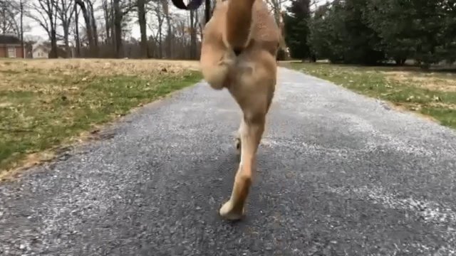 This may be the fastest dog on two legs