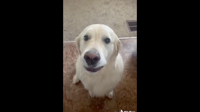 Golden Retriever apologize to his brother for stole the treat!