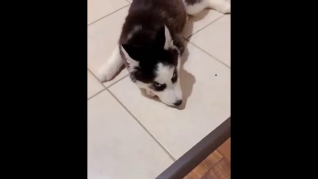 Disobedient Husky, does not listen to the owner