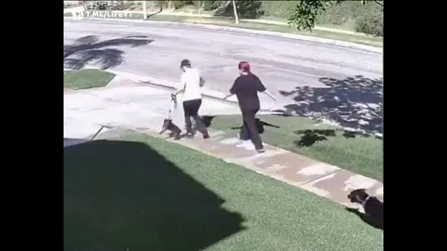 Three women vs. an aggressive dog