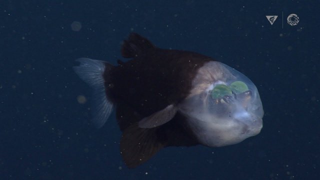 The barreleye fish has a transparent head and tubular eyes [VIDEO]