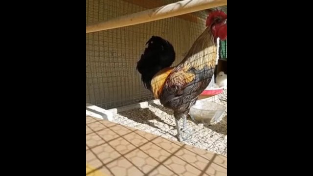 Rooster faints running out of breath while crowing