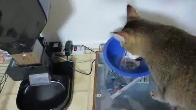 Maker builds feeding machine that lets his cat ‘hunt’ for food