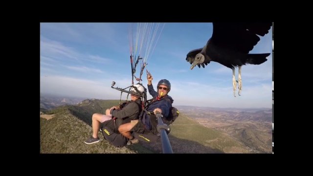 Vulture Joins Paragliders as They Soar Above Spanish Mountains [VIDEO]