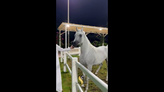 The unique appearance of Arabian Horse [VIDEP]