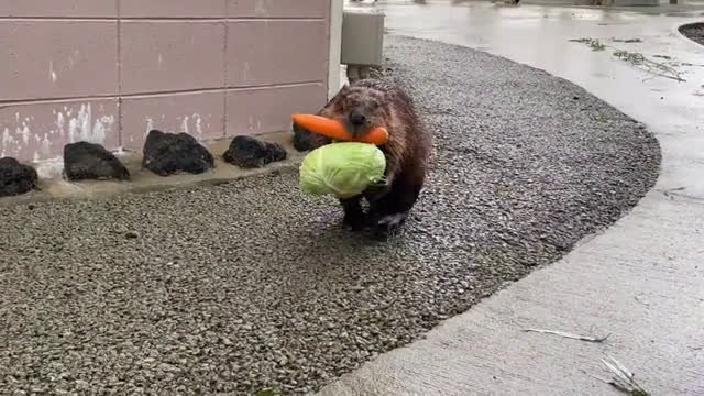 The beaver carries food for his whole family
