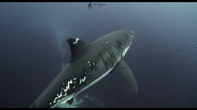 Great white shark with multiple scars in 4K