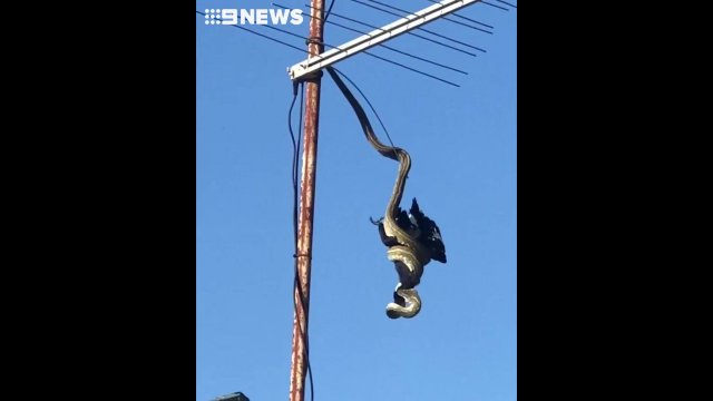 A python has been filmed trying to eat a currawong on the roof [VIDEO]