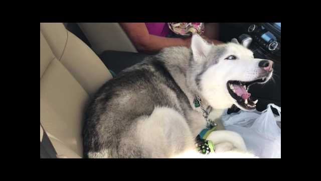 Stubborn Husky refuses to give up front seat [VIDEO]