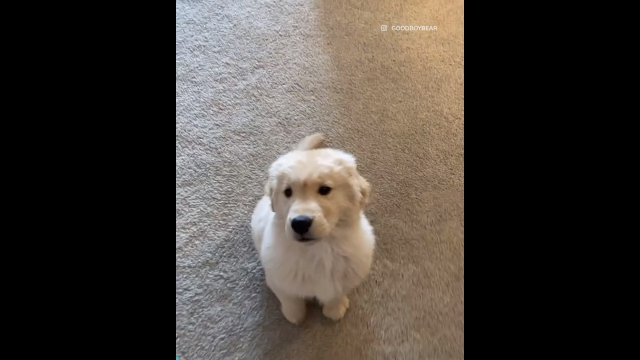 Golden Retriever Puppy Listens And Dances To "TURN AROUND" Song [VIDEO]