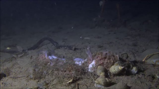 What happens to dead fish at the bottom of the ocean?