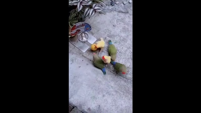 Parrots Play Basketball You've Never Seen Before