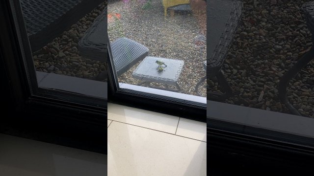 Bird Revived by Friend After Bumping Into Window