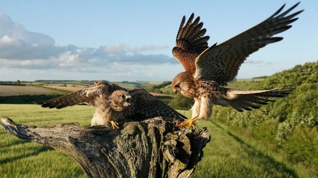Kestrel pair bring up chicks against all odds! A fascinating insight into the life of kestrels
