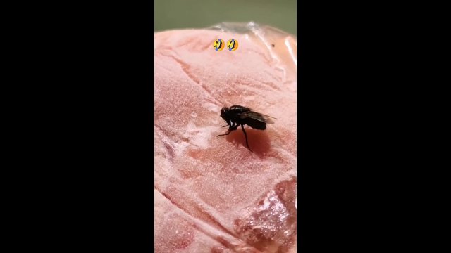 Fly got stuck on frozen meat