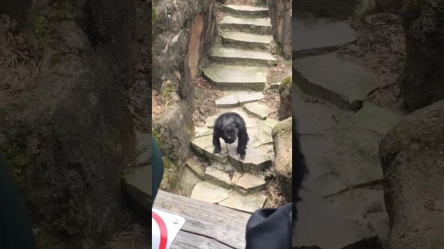 Chimp at Zoo Throws Poo in Grandma's Face! [VIDEO]