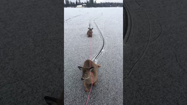 Man saves multiple deer stranded on frozen lake in Ontario
