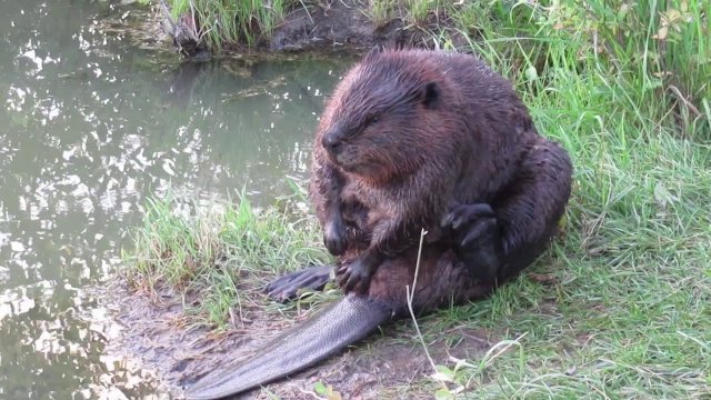 Chubby Beaver Performs Beauty Ritual