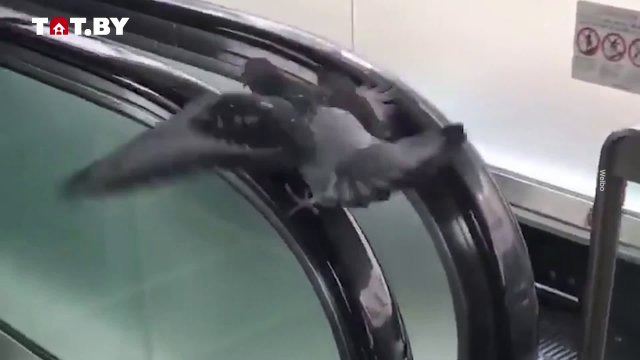 This pigeon uses an escalator as a treadmill [VIDEO]