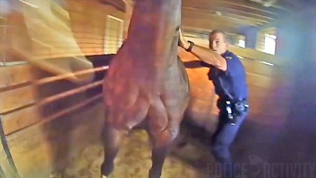 Police officers save a scared horse from a burning ranch