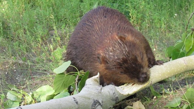 Beaver Chews through Thick Poplar Limb in 45 Seconds