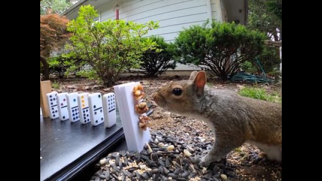 Creezy's Squirrel Feeding Rube Goldberg Machine [VIDEO]