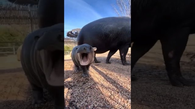 Baby hippo yawns are the cutest ever! [VIDEO]