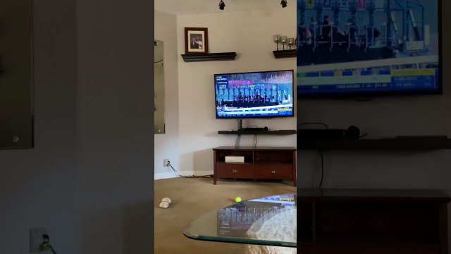 Dog Goes Absolutely Crazy When She Sees Horse Race On TV