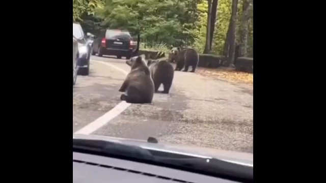 I can’t believe this guy managed to high five a wild bear [VIDEO]