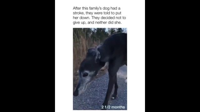 This owner did not give up on their dog after it had stroke.