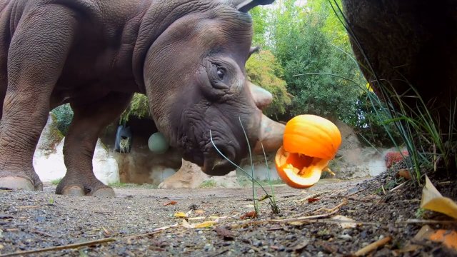 Hungry Rhinos Squish And Eat Halloween Pumpkins [VIDEO]