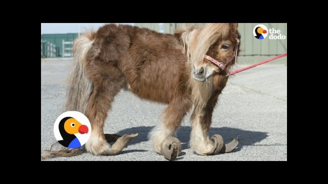 Horse with Overgrown Hooves Who Can Hardly Walk Saved [VIDEO]
