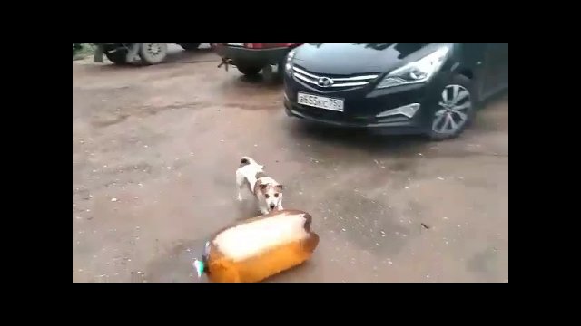 Two-liter explodes and stuns dog.