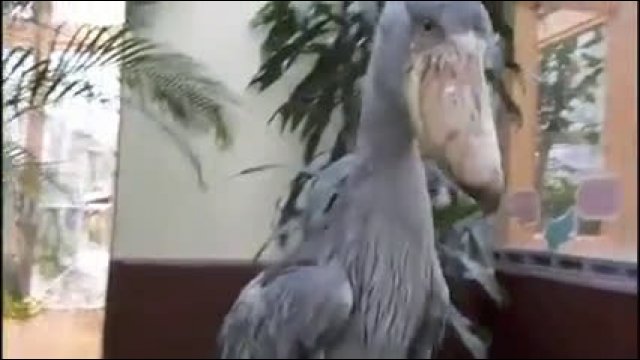 A shoebill stork performing its mating call