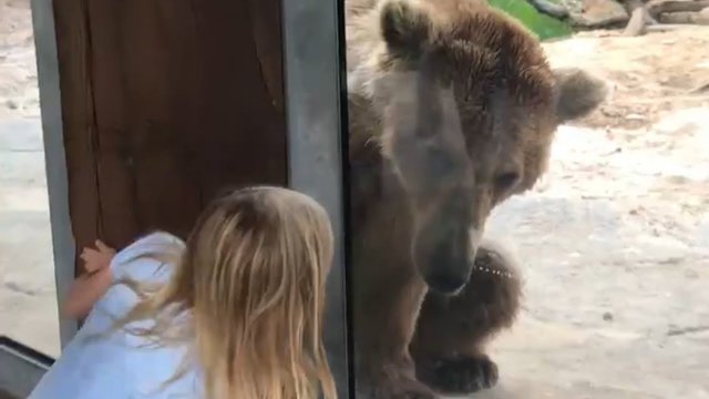 Bear Plays Peekaboo With Girl Through Glass