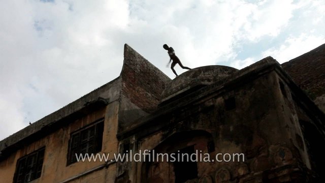 Boy jumping into step-well at the Nizamuddin Dargah [VIDEO]