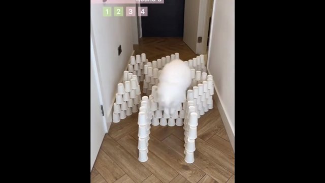 Probably the best viral kitty obstacle challenge you’ll see this week [VIDEO]