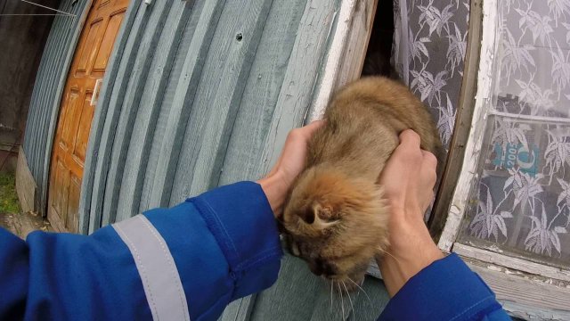 Rescue of a cat after its owner died