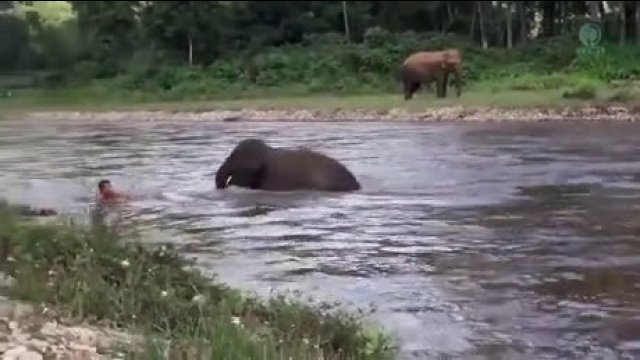 Adorable baby elephant thinks swimming man is drowning and tries to save him