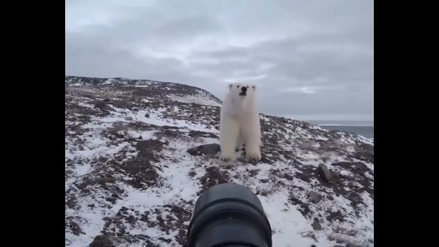 This photographer is playing a potentially deadly fight or flight game with polar bear [VIDEO]