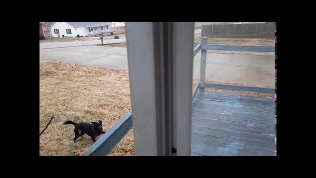 Dog Slides Across Slippery Wooden Deck and Falls off Through the Handrail