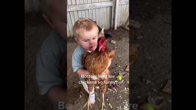 WHY ARE CHICKENS SO FUNNY? [VIDEO]