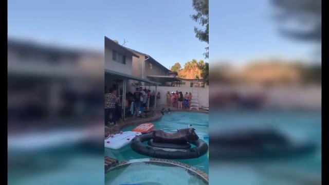 Rooftop pool jump goes horribly wrong