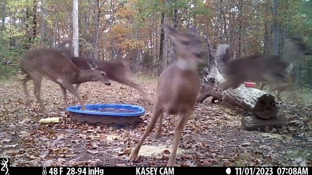 Doe breaks ice in pool, everyone else thought they'd been shot [VIDEO]