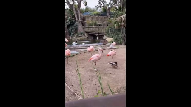 Duck standing on one foot camouflaged among pink flamingos