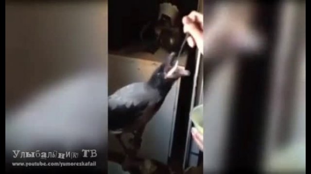Rescued Crow Talking and Asking for Food [VIDEO]