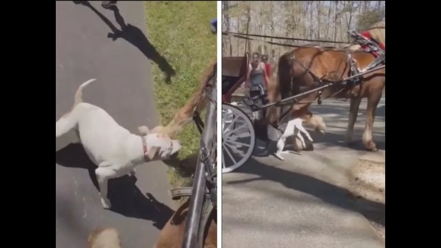 Terrified kids scream and cry as pit bull attacks horse pulling their carriage ride