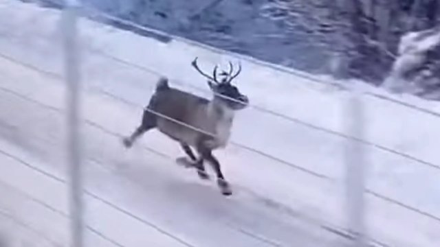 A reindeer accompanied a train and began a high-speed chase [VIDEO]