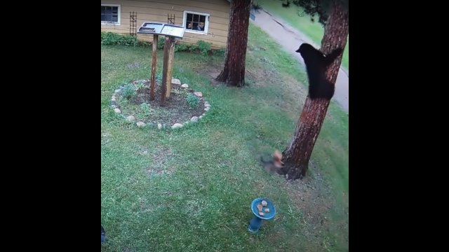 Tiny dog chases bear up tree