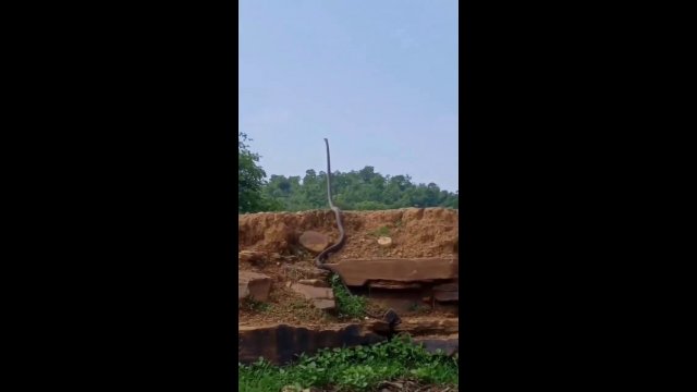 World’s biggest King Cobra [VIDEO]